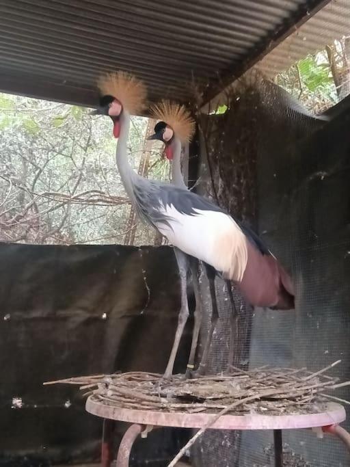 Casa Rural En El Campo Con Animales, Piscina Y Barbacoa Almodóvar del Río المظهر الخارجي الصورة