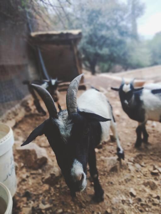 Casa Rural En El Campo Con Animales, Piscina Y Barbacoa Almodóvar del Río المظهر الخارجي الصورة