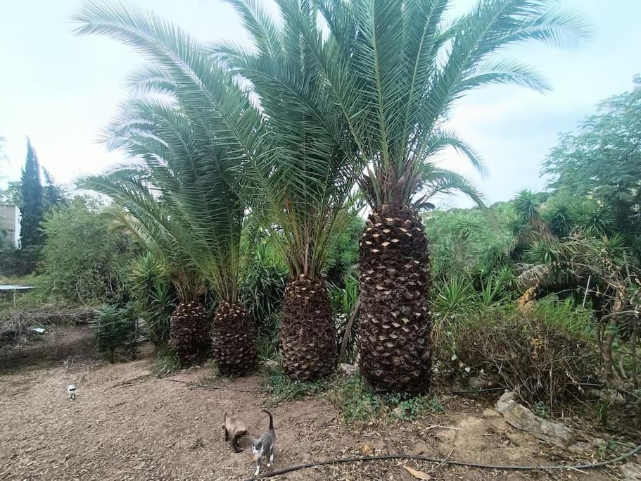 Casa Rural En El Campo Con Animales, Piscina Y Barbacoa Almodóvar del Río المظهر الخارجي الصورة