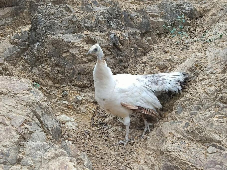 Casa Rural En El Campo Con Animales, Piscina Y Barbacoa Almodóvar del Río المظهر الخارجي الصورة